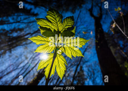 Fresche foglie di acero in luce posteriore, vicino, Acer Foto Stock