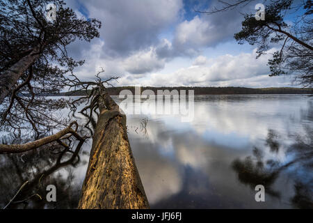 Gli alberi caduti sul bordo del Großer Stechlinsee, Neuglobsow, Stechlin, Brandeburgo, Germania Foto Stock