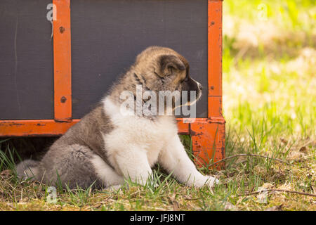 Akita Americano cucciolo Foto Stock