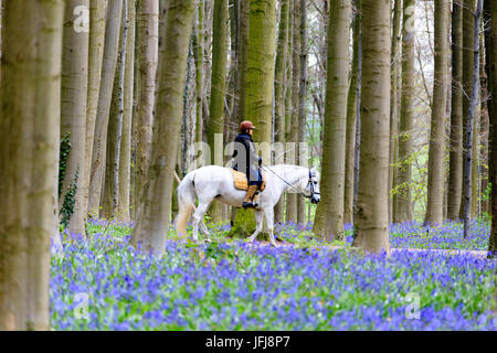 A cavallo tra i tronchi degli alberi di sequoia e viola bluebells in fiore nella foresta di Hallerbos Halle Belgio Europa Foto Stock