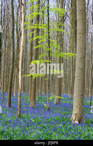 Tappeto viola di fioritura bluebells incorniciato da tronchi di alberi nella foresta di Hallerbos Halle Belgio Europa Foto Stock