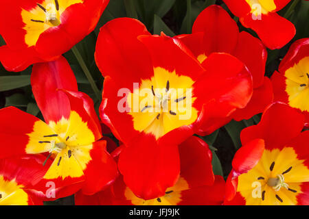 Europa, Paesi Bassi Lisse, Giardini Keukenhof, Tulip Foto Stock
