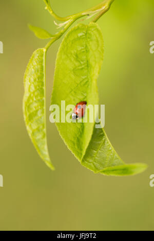 Ladybird siede su un uccello Cherry leaf, vivd sfondo verde Foto Stock