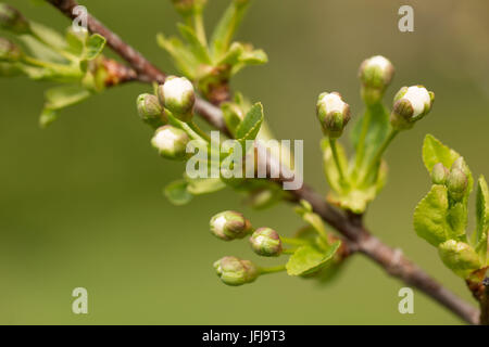 Ciliegio rami con boccioli di fiori su sfondo verde Foto Stock