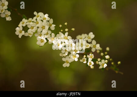 Spiraea ramoscello con fiori bianchi su sfondo verde scuro Foto Stock