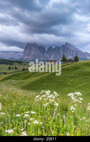 Alpe di Siusi / Seiser Alm, Dolomiti, Alto Adige, Italia, pioggia nuvole sopra l' Alpe di Siusi / Seiser Alm con le vette del Sassolungo/Sassolungo e Sassopiatto Foto Stock