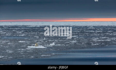 Un orso polare sotto un cielo di tramonto nel ghiaccio filed nord off isola Spitsbergen sorge su un glaçon, Svalbard, Norvegia Foto Stock