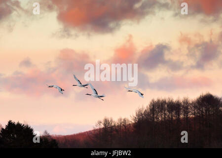 Rosso giapponese crested gru volare al di sopra Akan in Hokkaido, al tramonto, con le montagne sullo sfondo Foto Stock