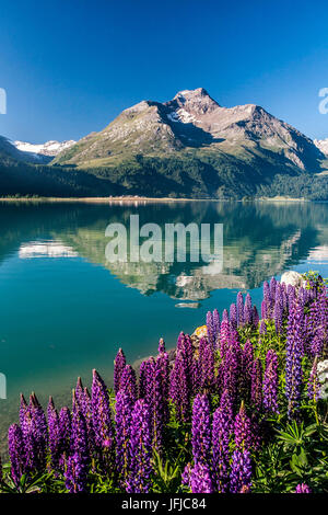 Blooming lupin sulle rive del lago di Sils con Piz la Margna riflessa, Sils, Engadina nel Cantone dei Grigioni, Svizzera Foto Stock