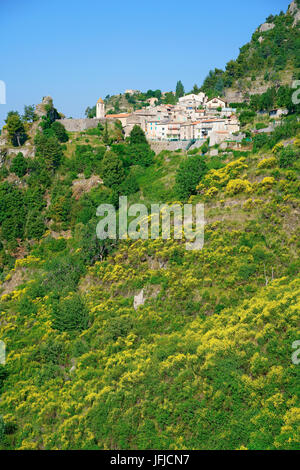 Primavera con ginestra in fiore vicino a un borgo medievale in cima a una collina. Toudon, backcountry della Costa Azzurra, Alpes-Maritimes, Francia. Foto Stock
