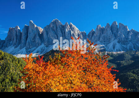 Colori d'autunno alberi telaio il gruppo delle Odle, a Santa Maddalena Val di Funes Alto Adige Dolomiti Italia Europa Foto Stock