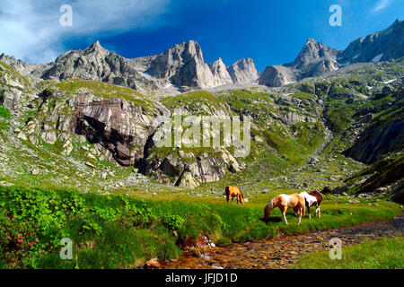 I cavalli pascolano sulla pianura di Zocca il solo luogo di questa valle selvaggia utile acqua e aggiorna gli animali e gli escursionisti direttamente al Rifugio Allievi, Mello Valley, Valmasino, Valtellina Lombardia Italia Europa Foto Stock