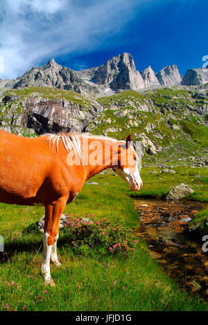 Un cavallo che pascolano sulla pianura di Zocca in presenza di picchi di granito di Valmasino, Valtellina Lombardia Italia Europa Foto Stock