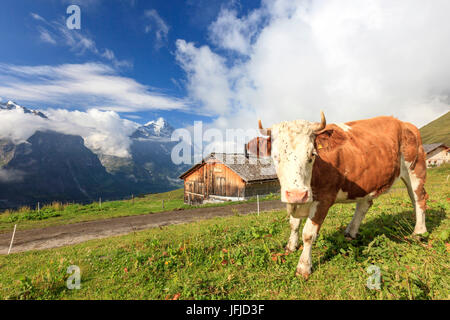 Vacca in pascoli del primo Grindelwald Oberland Bernese Cantone di Berna in Svizzera Europa Foto Stock