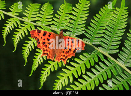 Una virgola butterfly, polygonia c-album, prendere il sole su una felce. Foto Stock