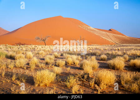 Dune 45 la stella dune composta da 5 milioni di anni di sabbia Sossusvlei deserto del Namib Naukluft National Park in Namibia in Africa Foto Stock