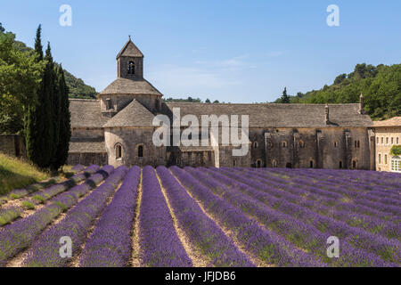 Lavanda raw di fronte all'Abbazia di Sénanque, Gordes, Vaucluse, Provence-Alpes-Côte d'Azur, in Francia, in Europa, Foto Stock