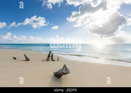 Tronchi di alberi sulla spiaggia incorniciata dal cristallino mare dei Caraibi Ffryers Beach Antigua e Barbuda Leeward Islands West Indies Foto Stock