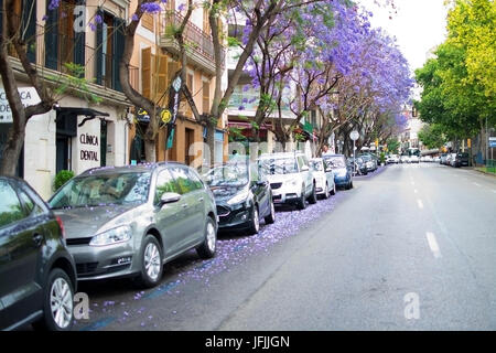 PALMA di Maiorca, isole Baleari, Spagna - 30 Maggio 2017: fioritura blu o porpora alberi di jacaranda con macchine parcheggiate in una strada a Maggio 30, 2017 in P Foto Stock