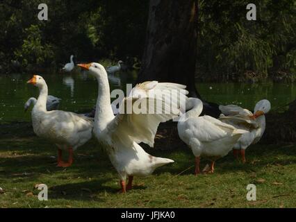 anatre in azione Foto Stock