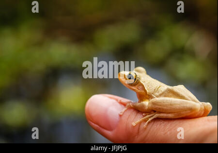 Madagascar rana su mano umana Foto Stock