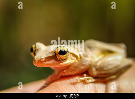 Madagascar rana su mano umana Foto Stock