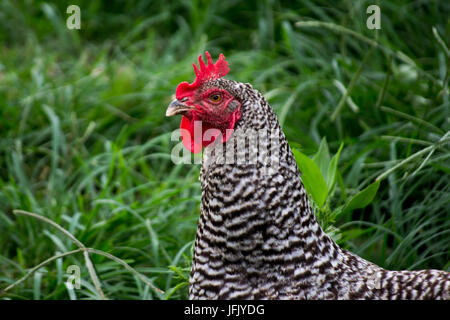 La Rooster in erba Foto Stock