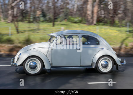 Vintage Volkswagen maggiolino guida su strade di campagna vicino alla città di Birdwood, Sud Australia. Foto Stock