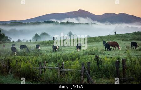 La laminazione di nebbia attraverso Blue Ridge Parkway terre di fattoria Foto Stock