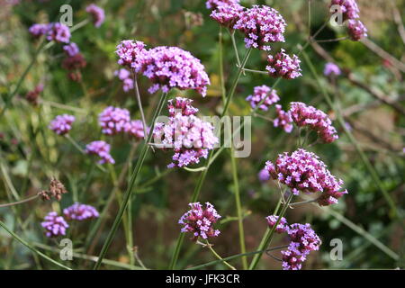 La verbena in cluster, fioritura in giugno Foto Stock