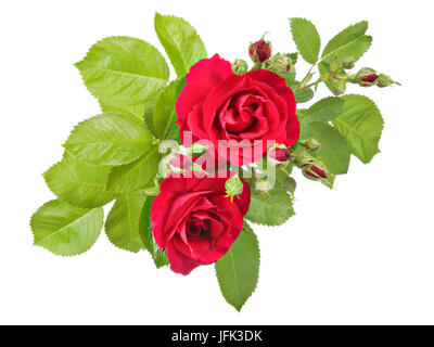 Modello di fiori d'epoca in vista di una rosa rossa Foto Stock