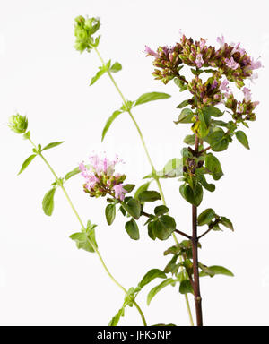 Origano fresco Foto Stock