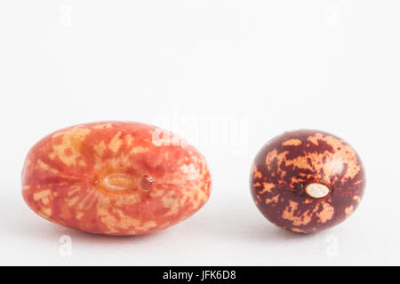 Confronto tra asciutto e bagnato fradicio bean su sfondo bianco Foto Stock