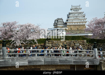 Fiori Ciliegio al castello di Himeji in Giappone Foto Stock
