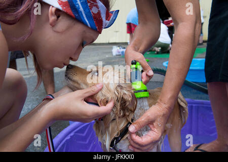 Elkton, Oregon, Stati Uniti d'America. 1 Luglio, 2017. Un piccolo cane ottiene un bagno in una piscina per bambini durante una raccolta di fondi per un non-profit clinica veterinaria in Roseburg. L'era configurazione in un locale micro-birreria e ha beneficiato per amore di zampe, un reddito in base clinica veterinaria. Credito: Robin Loznak/ZUMA filo/Alamy Live News Foto Stock