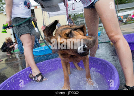 Elkton, Oregon, Stati Uniti d'America. 1 Luglio, 2017. A hound cane ottiene un bagno in una piscina per bambini durante una raccolta di fondi per un non-profit clinica veterinaria in Roseburg. L'era configurazione in un locale micro-birreria e ha beneficiato per amore di zampe, un reddito in base clinica veterinaria. Credito: Robin Loznak/ZUMA filo/Alamy Live News Foto Stock