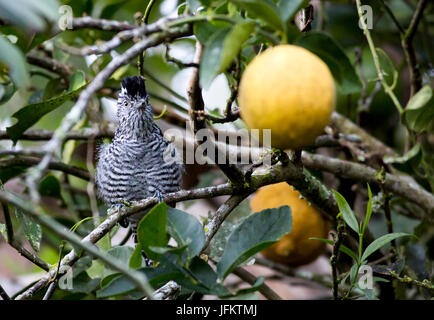 Maschio Antshrike sbarrata appollaiato in una struttura ad albero Foto Stock