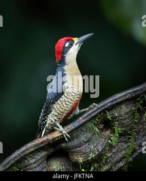 Nero-cheeked Woodpecker appollaiato su un ramo Foto Stock