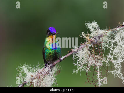 Fiery-throated Hummingbird appollaiato su un ramo di muschio Foto Stock