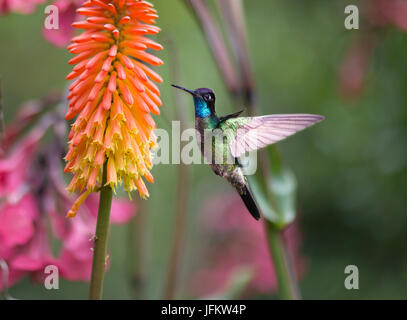 Magnifica Hummingbird mangiando il nettare da un fiore Foto Stock