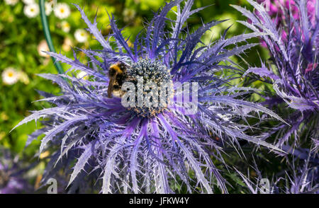 Primo piano di ape su viola mare alpino agrifoglio Eryngium Alpinum Superbum, Regno Unito Foto Stock