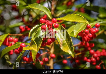 I chicchi di caffè la maturazione Foto Stock