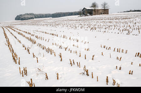 Campo di stoppie in inverno Foto Stock