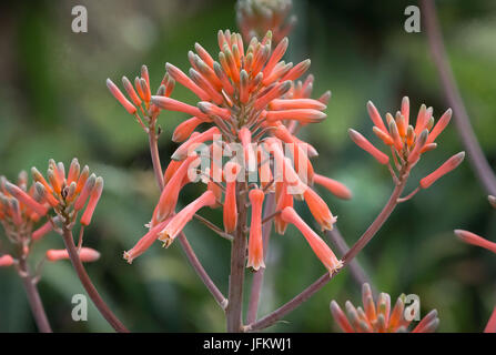 Primo piano di sapone Aloe fiore o africano Aloe fiore Foto Stock