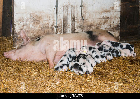 Bentheim black pied (Sus scrofa domesticus), in via di estinzione della razza di bestiame, seminano il lattante maialino, Emsland, Bassa Sassonia, Germania Foto Stock