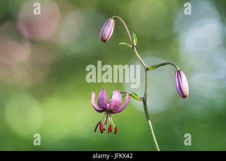 Martagon lily (Lilium martagon), Hesse, Germania Foto Stock