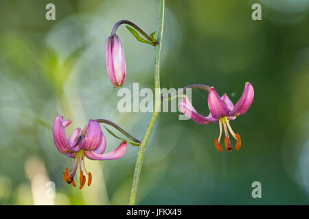 Martagon lily (Lilium martagon), Hesse, Germania Foto Stock