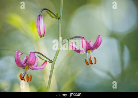 Curcuma lily (Lilium martagon), Hesse, Germania Foto Stock