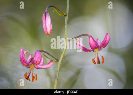 Curcuma lily (Lilium martagon), Hesse, Germania Foto Stock