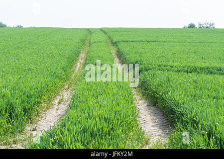 I cingoli del trattore attraverso un verde campo agricolo Foto Stock